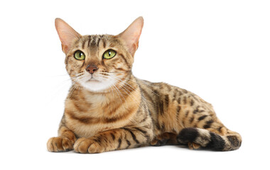 Cute Bengal cat on white background. Adorable pet