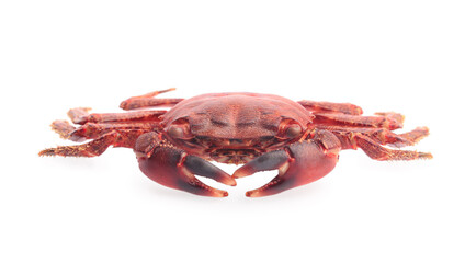 One delicious boiled crab isolated on white