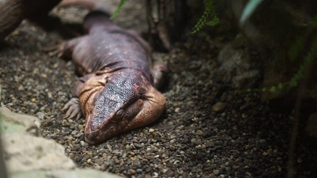 Red lizard sleeps dangerous big. High quality FullHD footage