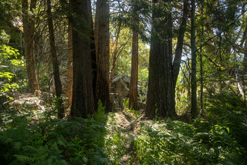Fototapeta premium Ferns and Thick Flora in Forest near Tiltill Valley