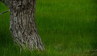 Gray Tree Trunk In Green Grass Field