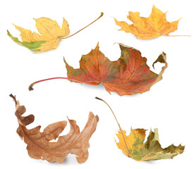 Many different autumn leaves on white background
