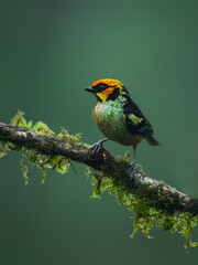 Obraz premium Flame-faced Tanager on mossy stick on green background in rainy day 