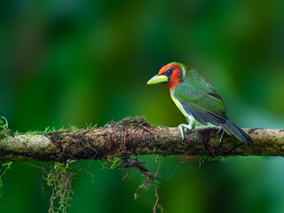 Male Red-headed Barbet on mossy tree branch on green background in rainy day 