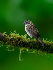 Rufous-collared Sparrow on mossy stick on green background in rainy day 