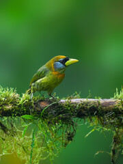Female Red-headed Barbet on mossy tree branch on green background in rainy day 