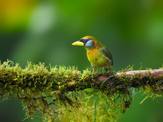 Female Red-headed Barbet on mossy tree branch on green background in rainy day 