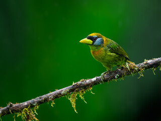 Female Red-headed Barbet on mossy tree branch on green background in rainy day 