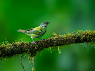 Female Black-capped Tanager on mossy tree branch on green background in rainy day 