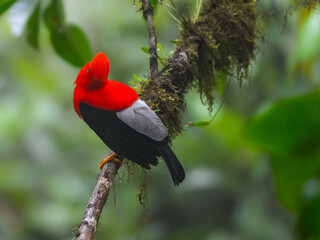 Andean cock-of-the-rock on tree branch in the beautiful nature habitat, Ecuador