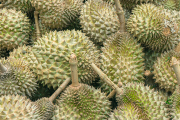 Naklejka na ściany i meble Durians background. Group of fresh durians in the durian market.