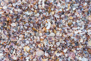 Sea shells on sand. Summer beach background. Top view.