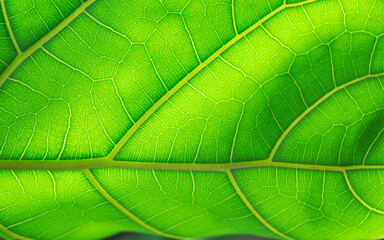 background texture green leaf structure macro photography. Closeup leaf texture. Green tropical plant close-up.