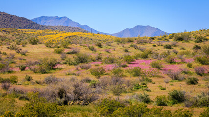 Fototapeta na wymiar The Sonoran Desert is carpeted by colorful wild flowers along Bush Highway during the 2023 Arizona superbloom.