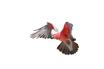 Beautiful flying Galah Cockatoo isolated on transparent background png file