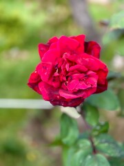 red rose in garden