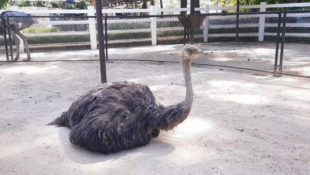 Close up view of Ostrich sitting on the ground at the farm 