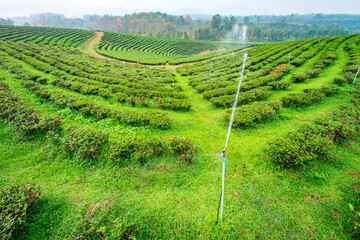 Water sprinklers,feeding a large Tea Plantation,Mae Chan District,Chiang Rai Province,northern...