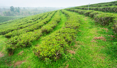Fototapeta na wymiar Rows of tea plants at a large plantation,Mae Chan District,Chiang Rai Province,northern Thailand.