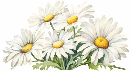 white daisy flowers watercolor illustration on white background