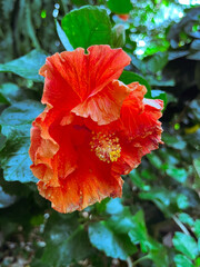 Flower hibiscus