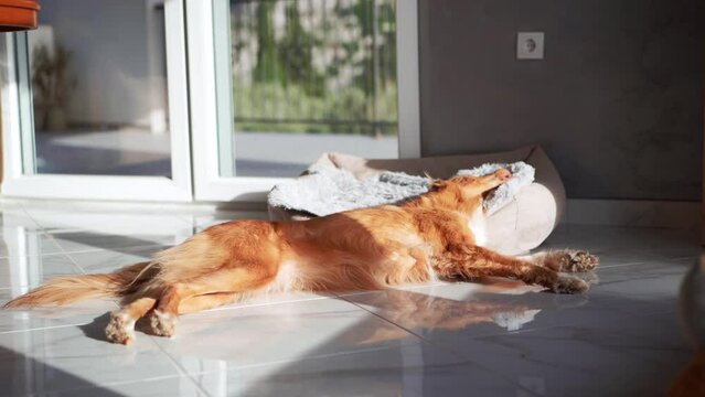 Nova Scotia Duck Tolling Retriever dog basks in sunlight, relaxed in pet bed