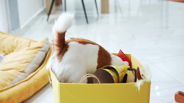 Curious Jack Russell Terrier dog rummaging through a gift box, seeking holiday surprises.