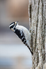 Close up view of a downy woodpecker