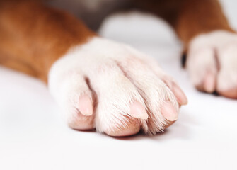 White dog paw with pink claw. Close up of puppy dog front leg. Concept for dog foot, toe and nail health. Medium sized, female Harrier mix. Selective focus. - obrazy, fototapety, plakaty