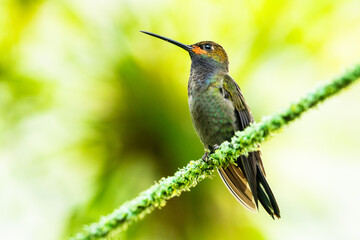 hummingbird on string