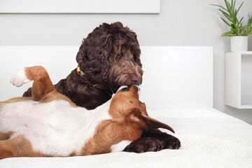 Two dogs playing with each other on the bed. Bonded puppy dog friends  licking, kissing, grooming...