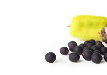 Canna lily seeds and seed pot stages. Pile of Lucifer Canna Lily seeds harvested in fall. Green and dry pods with black seed globes. Development stage concept. Selective focus. White background.