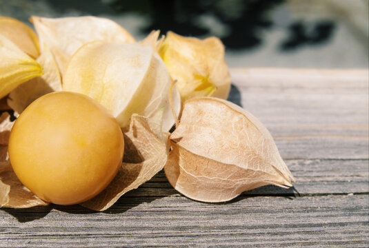 Ripe ground cherry on wood table in garden. Aunt Molly’s ground cherry harvest. Orange or yellow fruits in papery husk. Poha berry, pichuberry, inca berry or strawberry tomato. Selective focus.