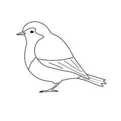 Vector hand drawn flat outline robin bird isolated on white background
