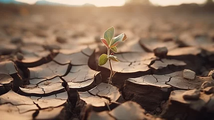 Zelfklevend Fotobehang Plant in Dried Cracked Mud. Global Warming and Climate Change Concept  © Humam