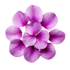 purple orchid flower isolated