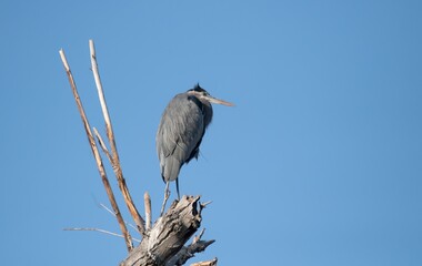 great blue heron perched on top of a bare tree against clear blue sky