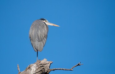 great blue heron perched on top of a tree stump against a clear cloudless sky