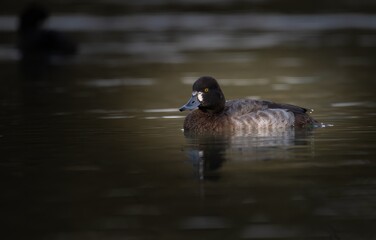 Lesser scaup duck in Rancho Jurupa park in Riverside swimming up close and in isolation at eye level