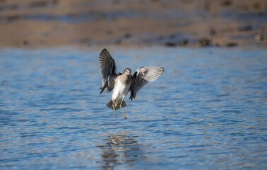 Long billed dowitcher coming in for a landing, frozen in motion over a pond