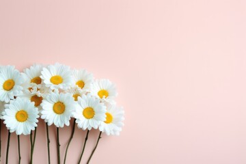 Daisy bunch isolated pastel Copy space