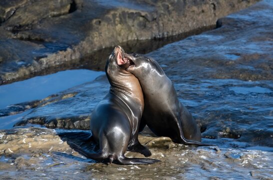 Sea lions in an aggressive fight - face-to-face and teeth baring in a strong bite in San Diego