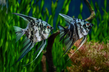 Blue marbled angelfish in a tropical freshwater aquarium.