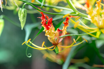 Red and yellow climbing lily flower with leafs background