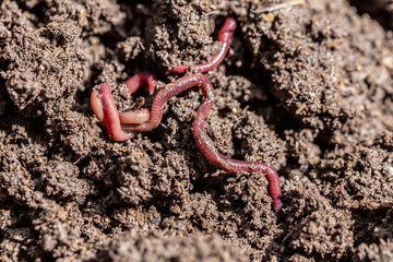 Earthworms are burrowing in the soil.