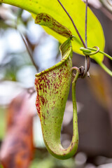 Nepenthes is a type of insectivorous plant