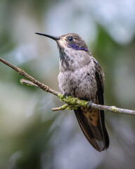 Colibri delphinae