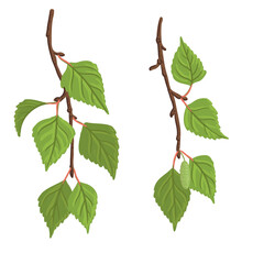 vector drawing birch branches with green leaves isolated at white background, natural design elements, hand drawn illustration