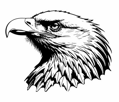 American Eagle on a white background vector image