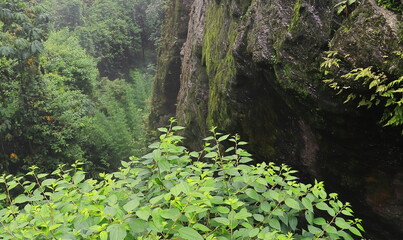 rocky cliff side and tropical forest on himalayan foothills area near darjeeling in west bengal, india